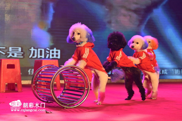 重庆朗彩木门：2017年新春团会萌宠合作推钢圈